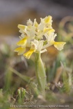 Orchis pauciflora