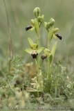 Ophrys vasconica