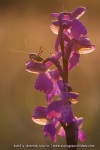 Anacamptis morio (Syn. Orchis)