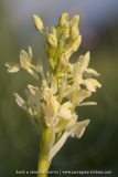 Orchis provincialis