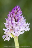 Neotinea tridentata (syn. Orchis)