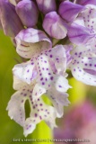 Neotinea tridentata (syn. Orchis)