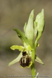 Ophrys araneola