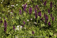 Dactylorhiza alpestris