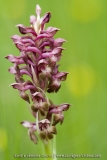 Anacamptis coriophora