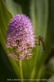 Orchis globuleux