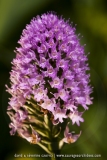 Traunsteinera globosa