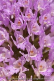 Orchis globuleux