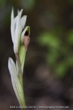 Serapias parviflora