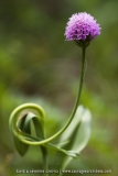 Traunsteinera globosa