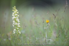 Platanthera chlorantha