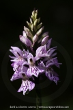 Dactylorhiza fuchsii