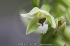 Epipactis distans