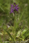 Dactylorhiza lapponica