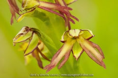 Orchis anthropophora
