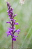 Dactylorhiza elata