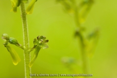 Listera ovata