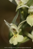 Dactylorhiza insularis