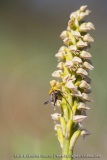 Neotinea maculata