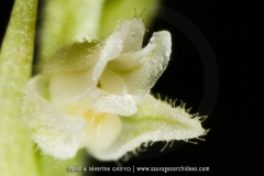 Goodyera repens