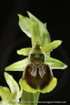 Ophrys sphegodes