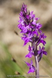 Dactylorhiza elata