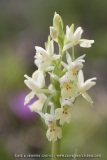 Dactylorhiza insularis