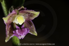 Epipactis atrorubens