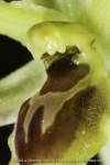 Ophrys sphegodes