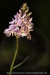 Dactylorhiza savogensis