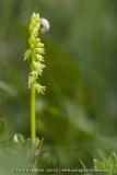Herminie des Alpes (Orchis musc) / musk orchid
