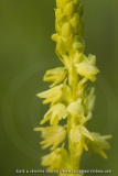 Herminie des Alpes (Orchis musc) / musk orchid
