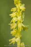 Herminium monorchis