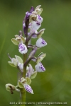 Anacamptis morio