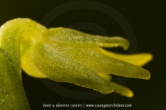 Herminium monorchis