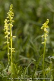 Herminie des Alpes (Orchis musc) / musk orchid