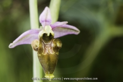 Ophrys picta