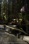 Dactylorhiza savogensis