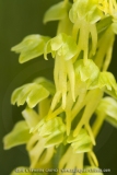 Orchis anthropophora