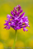 Anacamptis pyramidalis