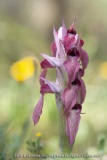 Serapias neglecta