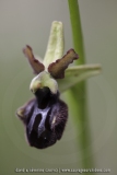 Ophrys incubacea