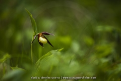 Cypripedium calceolus