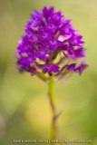 Anacamptis pyramidalis
