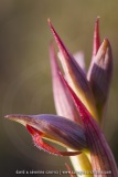 Serapias parviflora