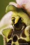 Ophrys annae