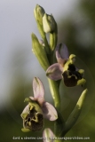 Ophrys annae