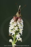 Neotinea ustulata