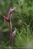 Serapias parviflora