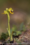 Ophrys corsica